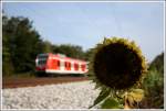 s-bahn-munchen/33320/mitten-an-der-strecke-eine-sonnenblume Mitten an der Strecke eine Sonnenblume. Dies konnte am 27.9.09 in Haar festgehalten werden.